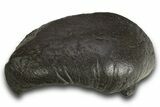 Large, Fossil Whale Ear Bone - South Carolina #321092-1